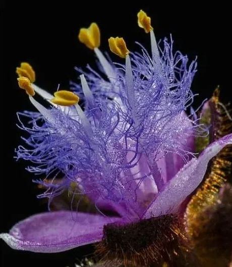 Cyanotis-Purple Blue Perennial Plants Flowers