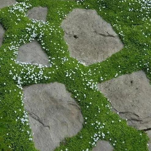 🌱 Irish Moss Seeds – Lush Greenery for All Seasons! 🌱