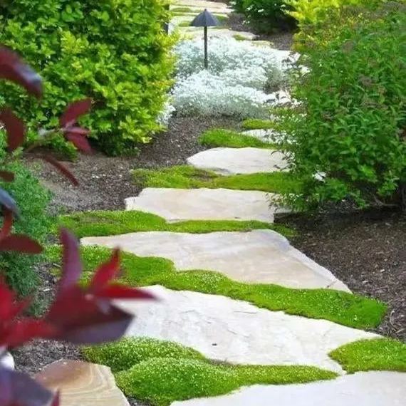 🌱 Irish Moss Seeds – Lush Greenery for All Seasons! 🌱