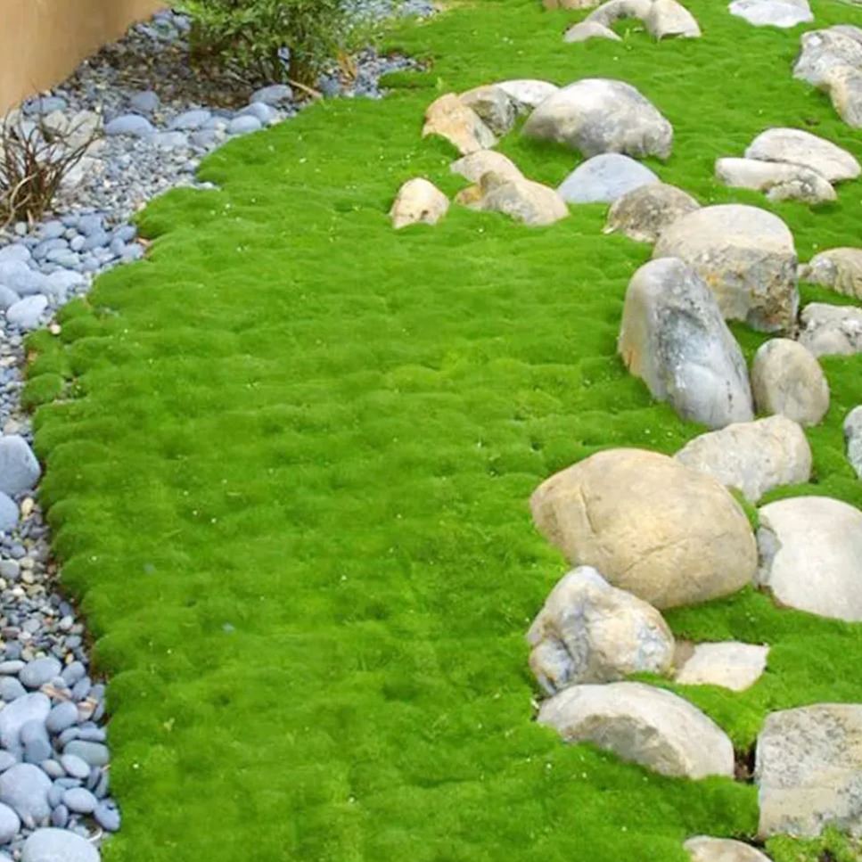 🌱 Irish Moss Seeds – Lush Greenery for All Seasons! 🌱