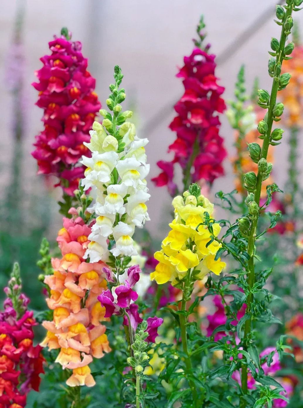Garden Snapdragon Seeds- Mix Colors