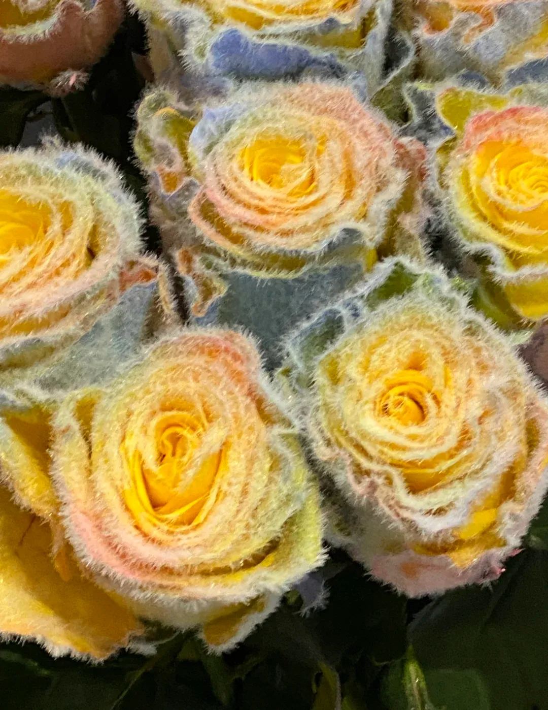 🌈 Rainbow Furry Rose – Grow the Magic! 🌱Seeds