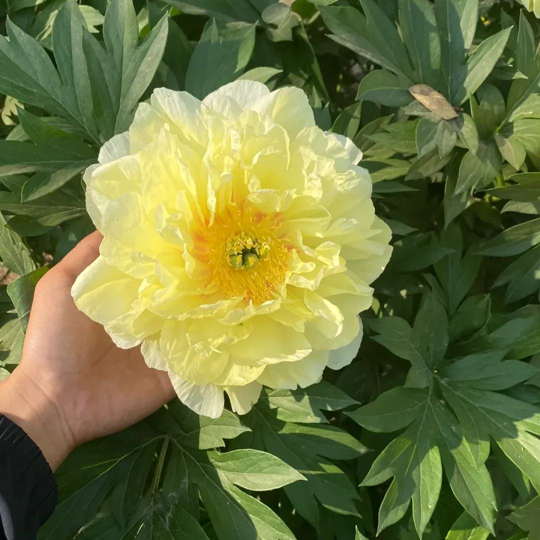 Over 5 Colors-Colorful Chinese Peony Flower
