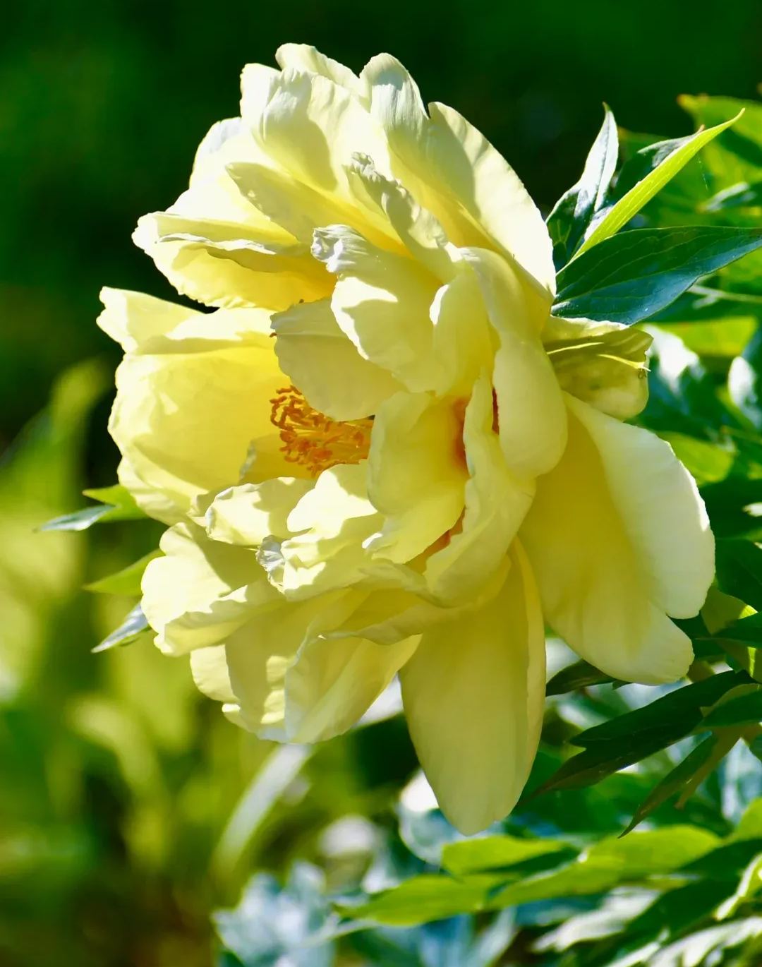Over 5 Colors-Colorful Chinese Peony Flower