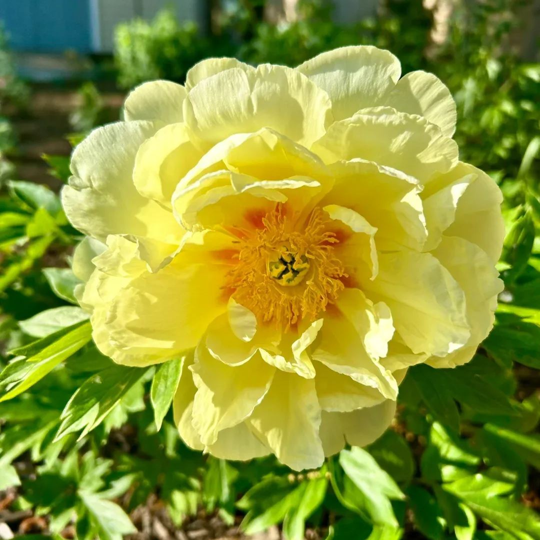Over 5 Colors-Colorful Chinese Peony Flower
