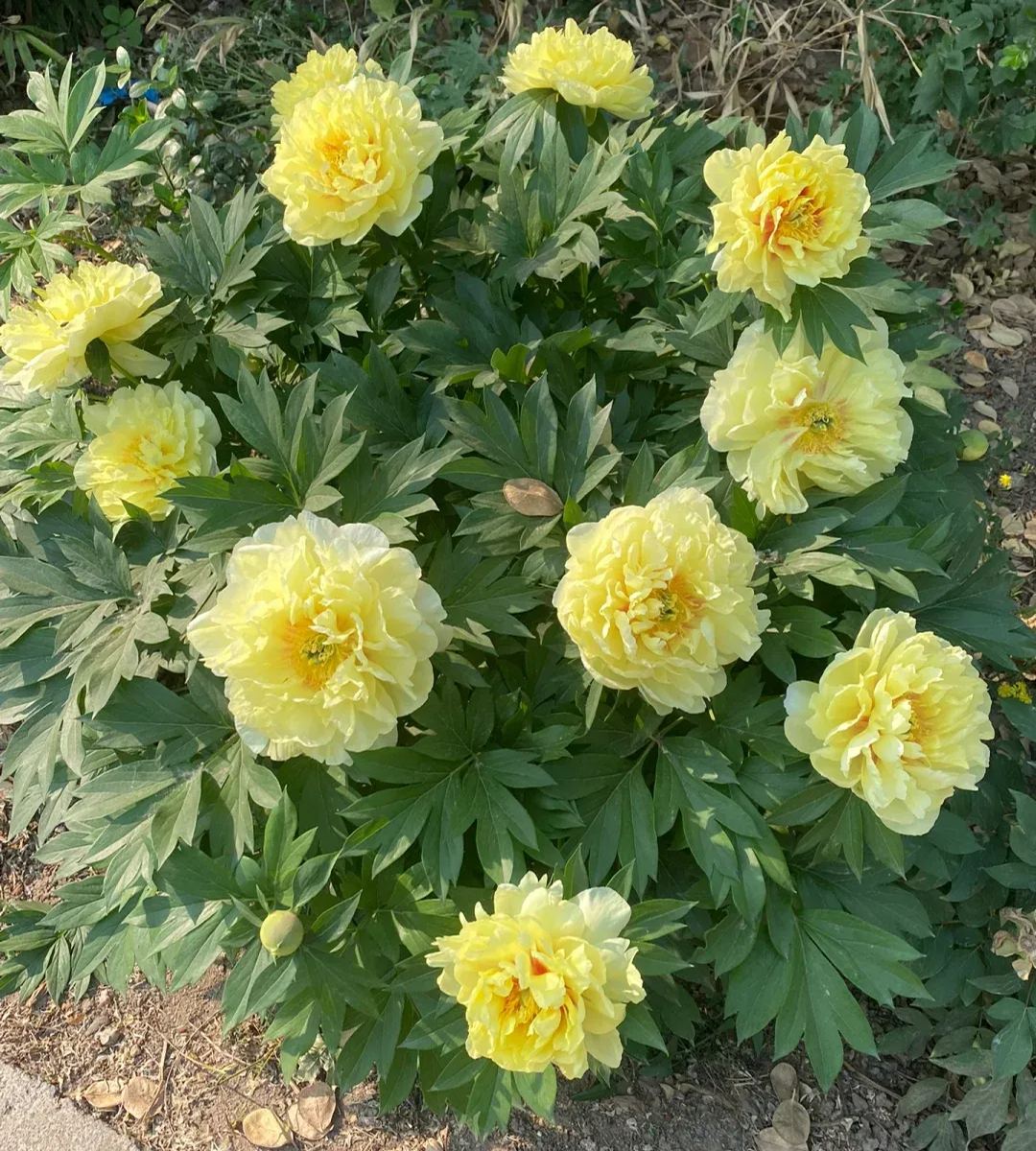 Over 5 Colors-Colorful Chinese Peony Flower