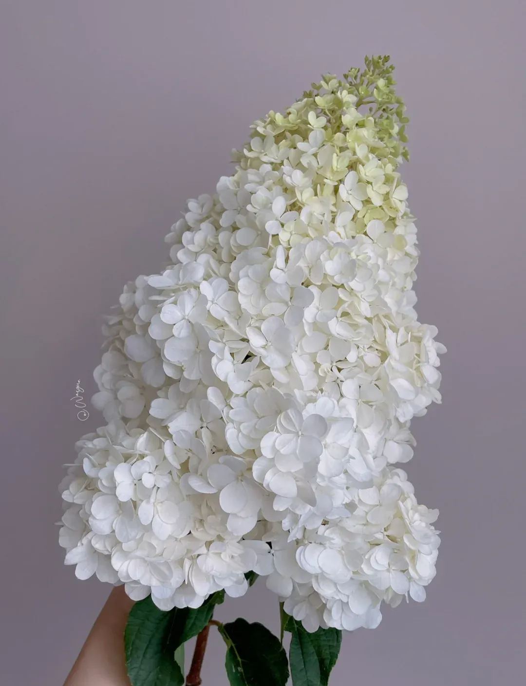 Strawberry Sundae Hydrangea