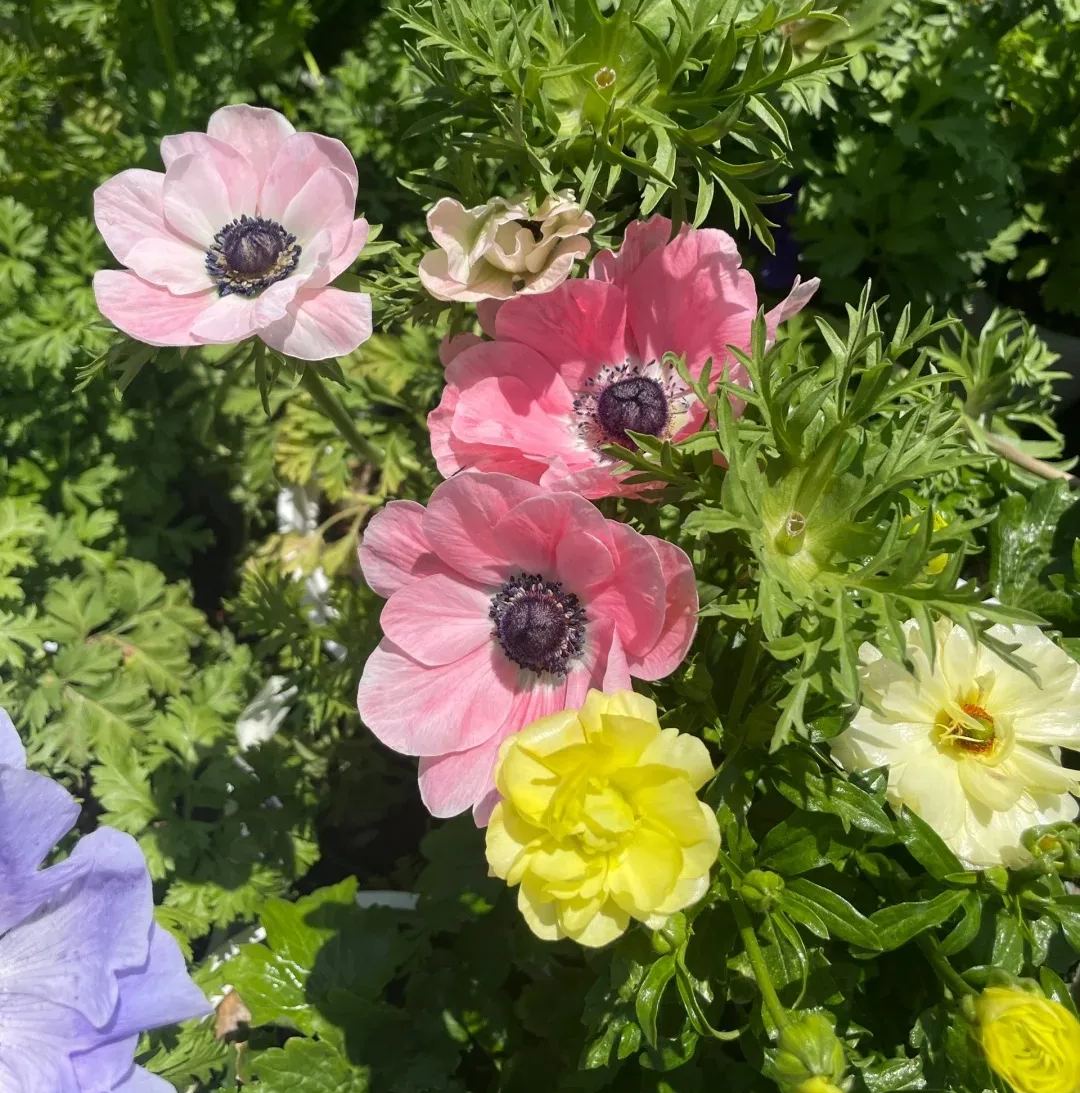 🌸 Double Anemone Seeds — Add Resilient Elegance to Your Garden!