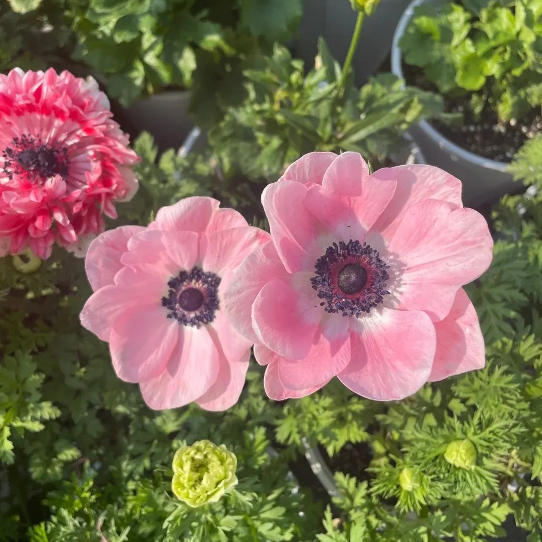 🌸 Double Anemone Seeds — Add Resilient Elegance to Your Garden!