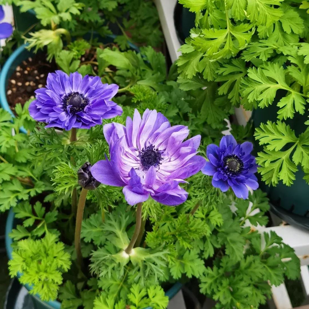 🌸 Double Anemone Seeds — Add Resilient Elegance to Your Garden!