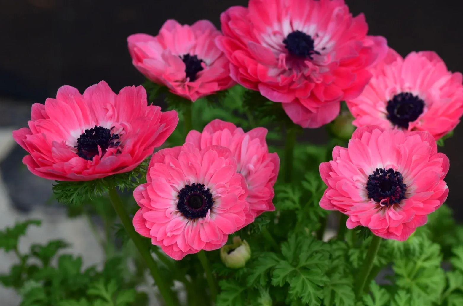 🌸 Double Anemone Seeds — Add Resilient Elegance to Your Garden!