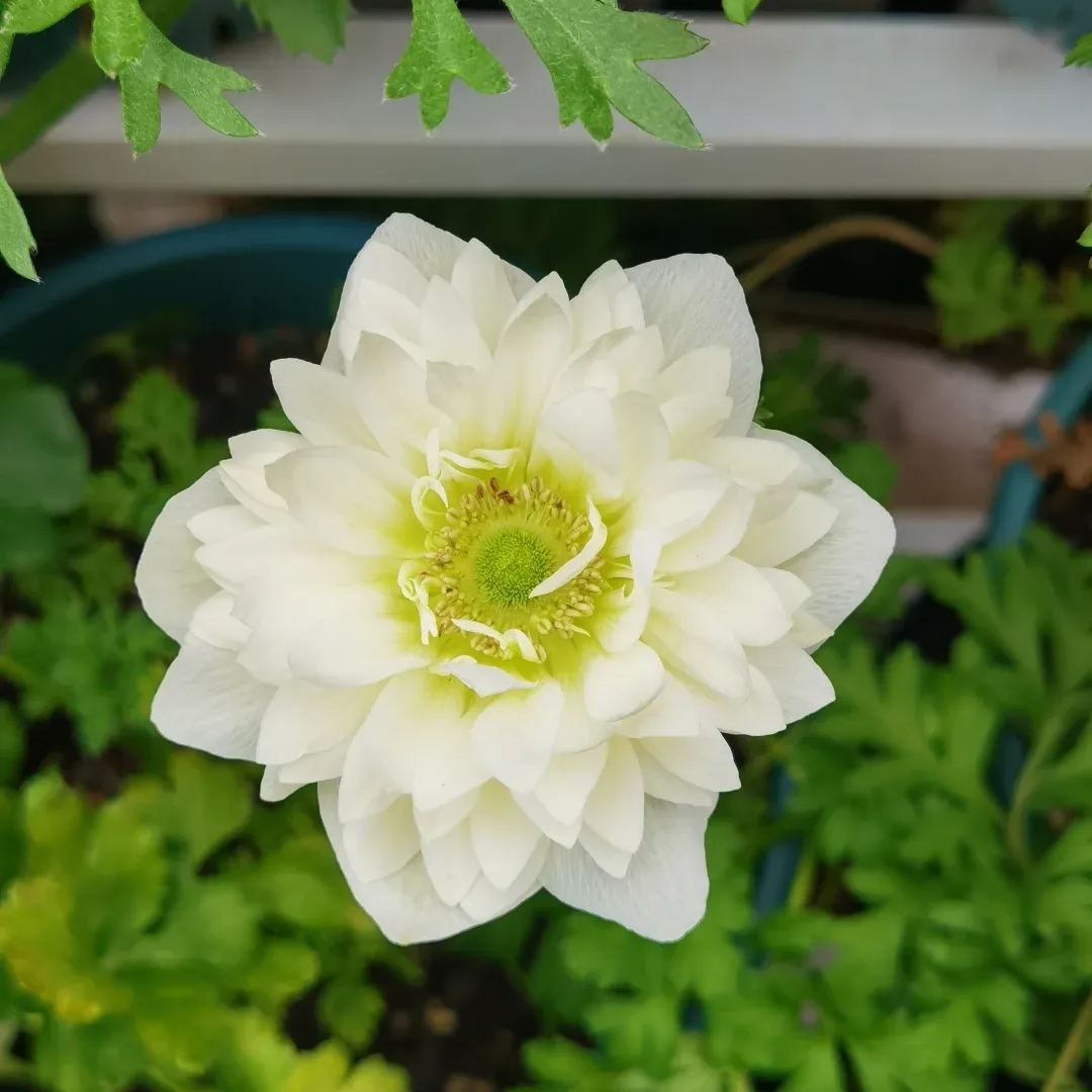 🌸 Double Anemone Seeds — Add Resilient Elegance to Your Garden!