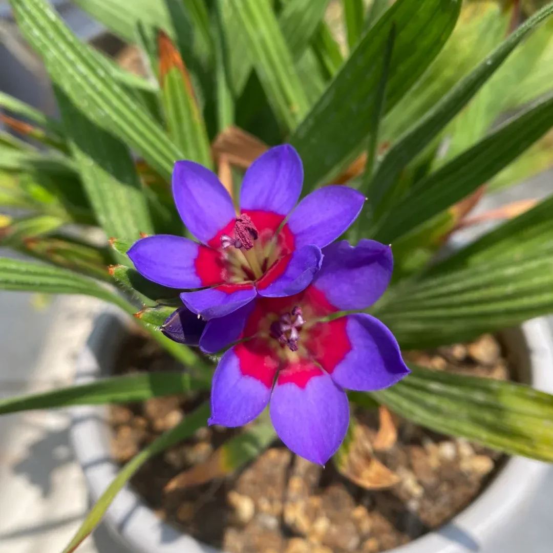 Enchant Your Garden with Geissorhiza Radians – The Stunning Tricolor Wandflower Bulb Collection