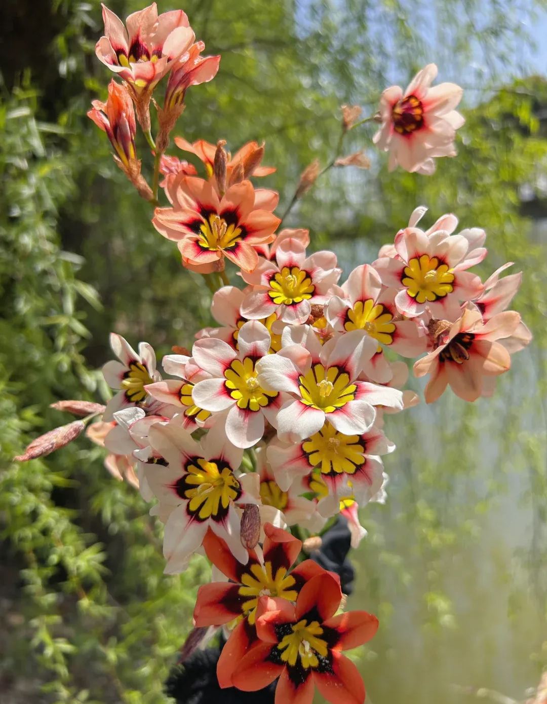 Enchant Your Garden with Geissorhiza Radians – The Stunning Tricolor Wandflower Bulb Collection