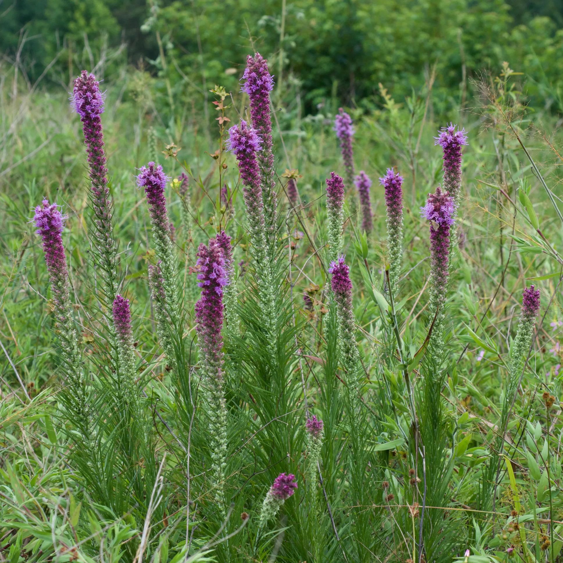 Prairie Blazing Star