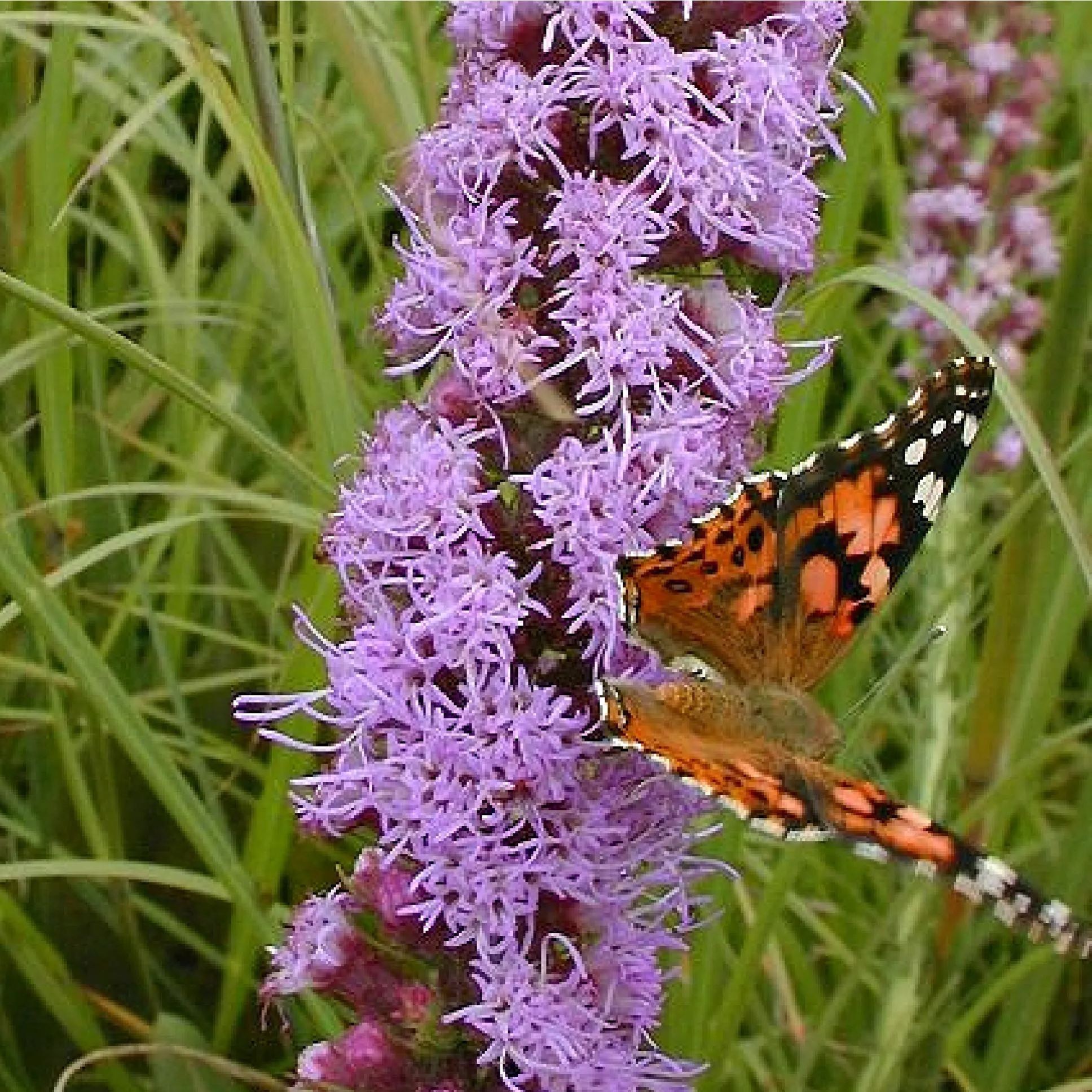 Prairie Blazing Star