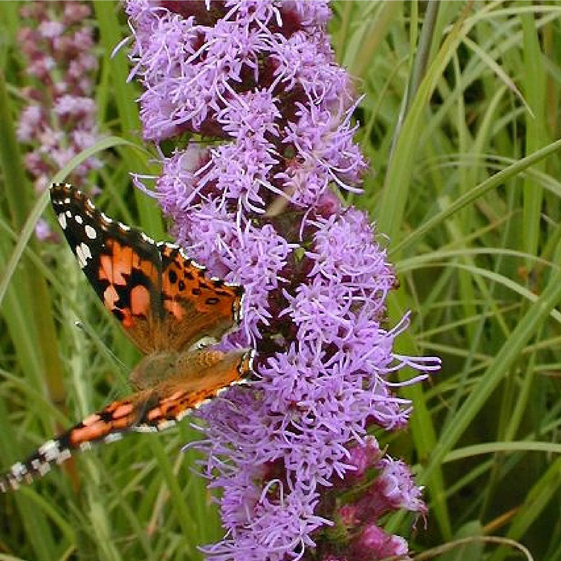 Prairie Blazing Star