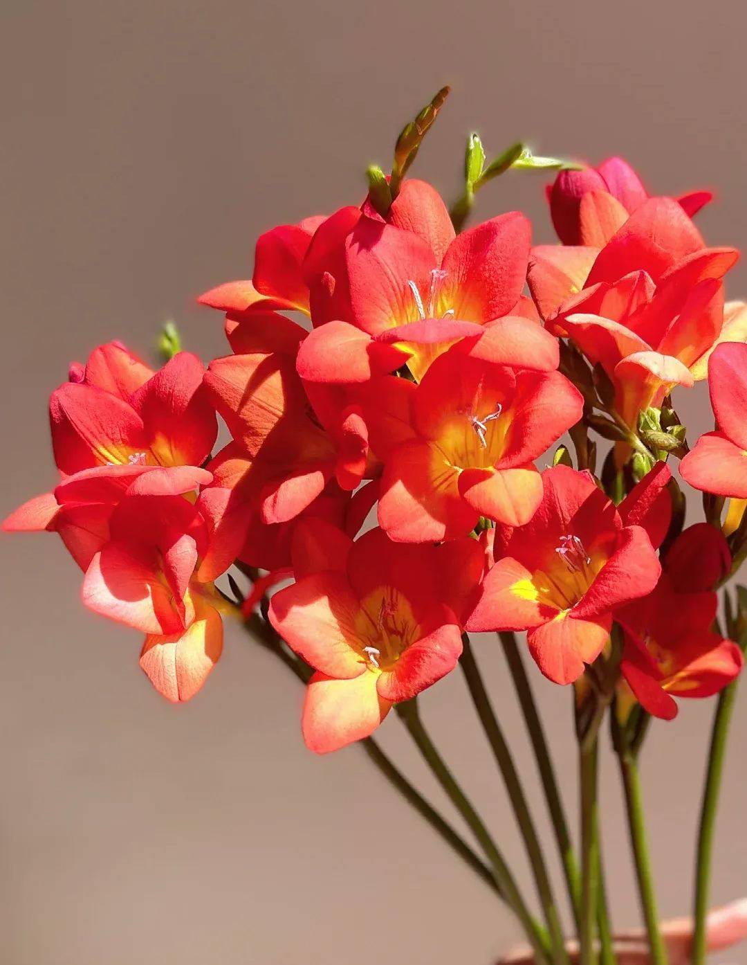 Freesia Bulbs-A Burst of Color & Fragrance! 🌸