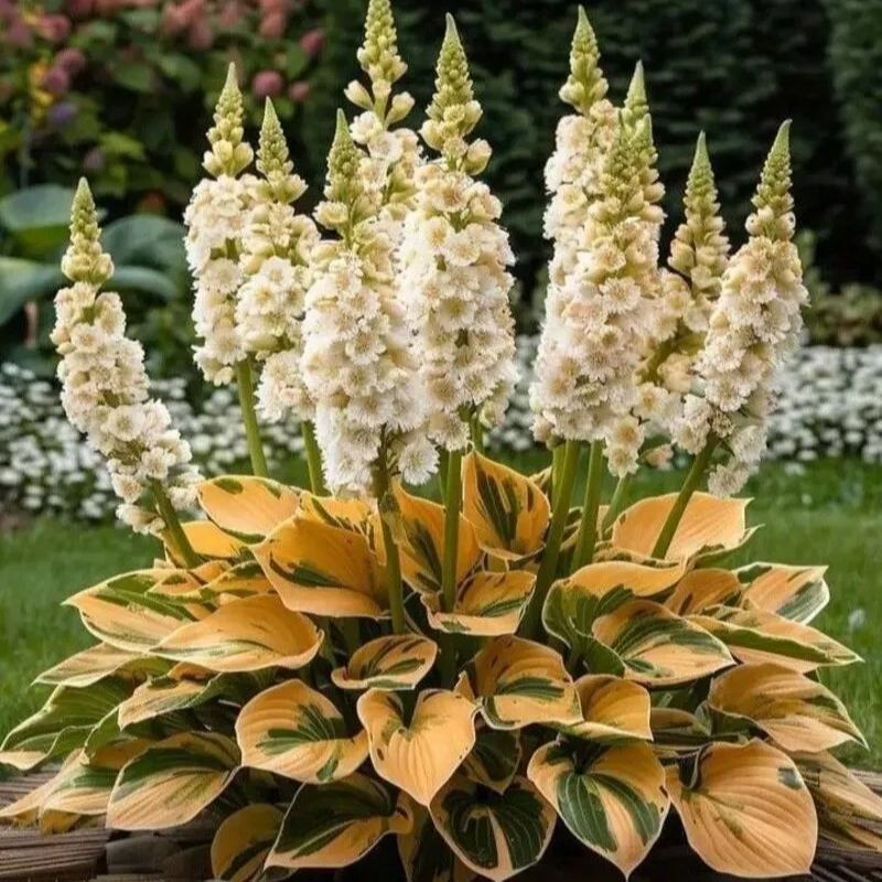 🌿Giant Hosta Seeds- A Shade Garden Essential 🌿