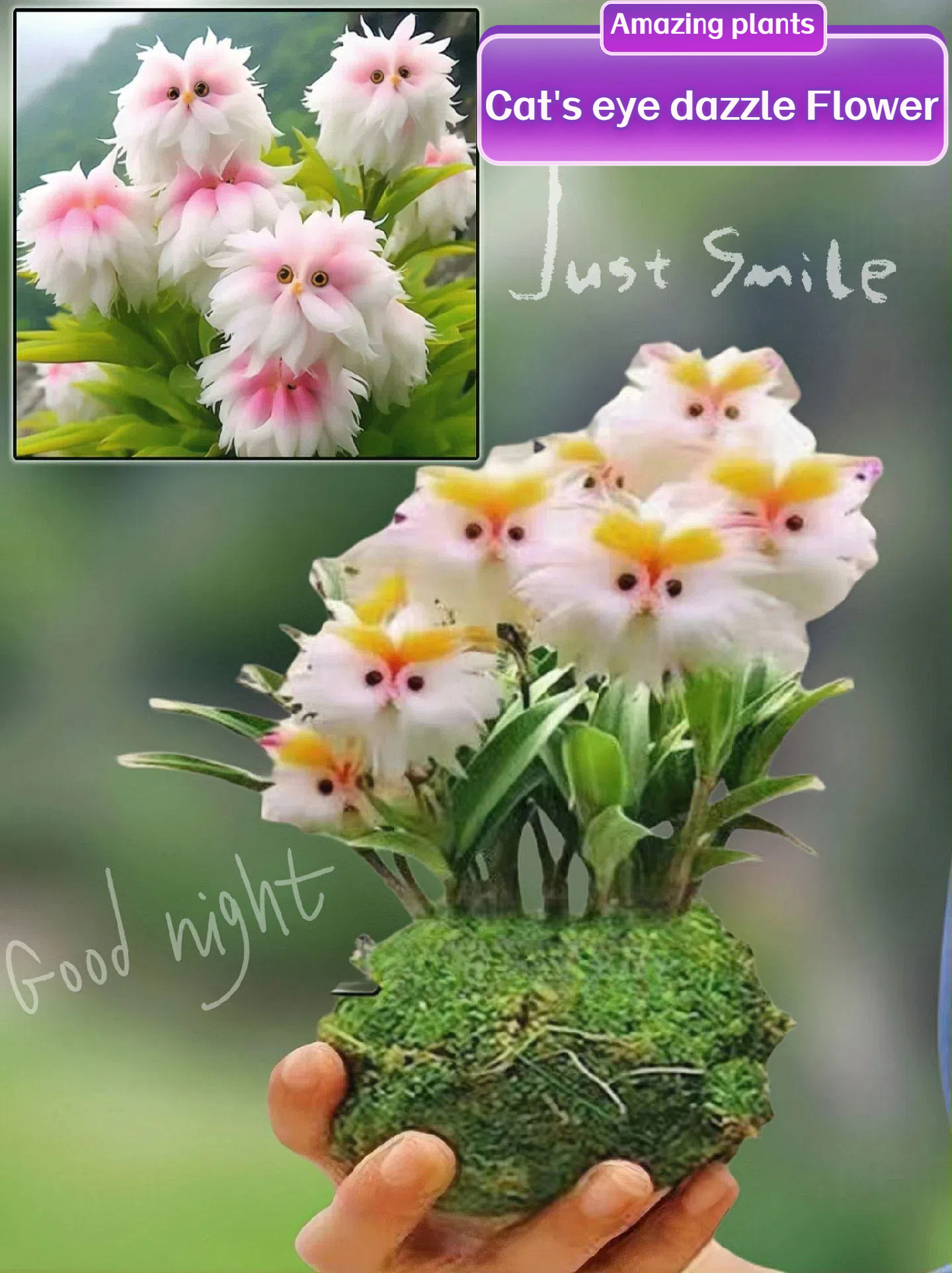 🔥Novel Plants! Dazzling Cat's Eye Seeds🔥2024 New Arrivals