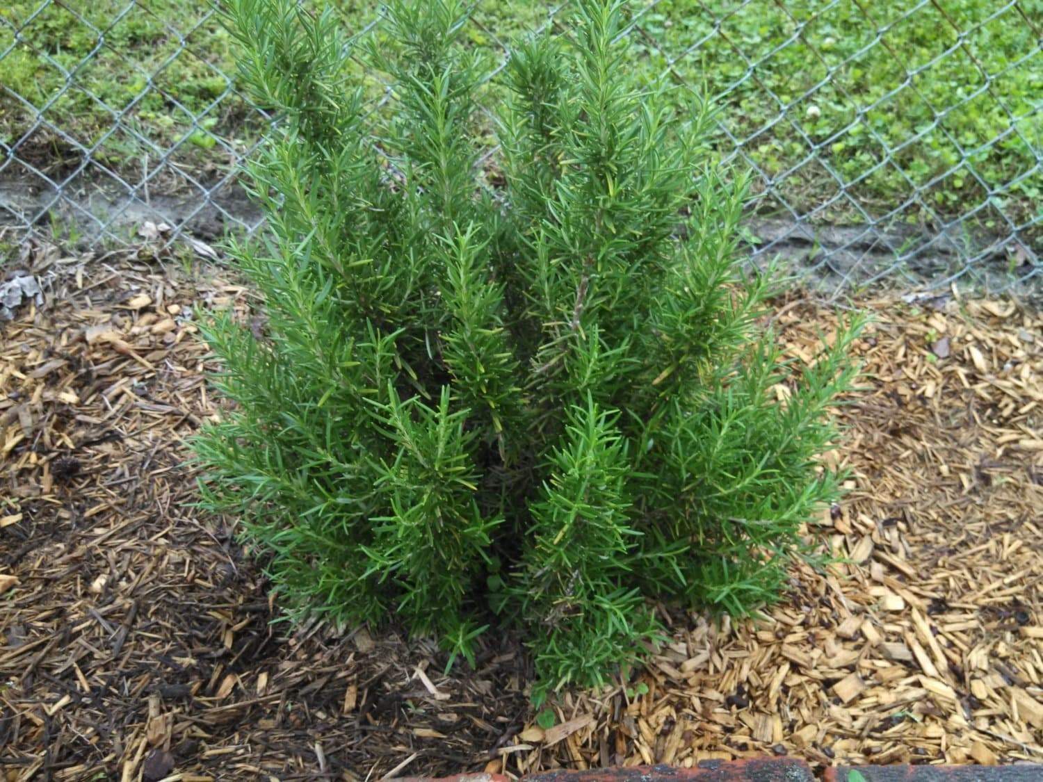 ROSEMARY HERB SEEDS: (Rosemarinus Officinalis) Perennial