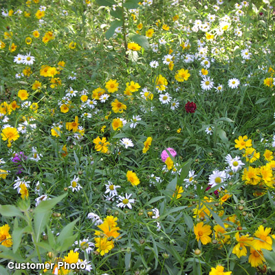 Southwest Wildflower Seed Mix