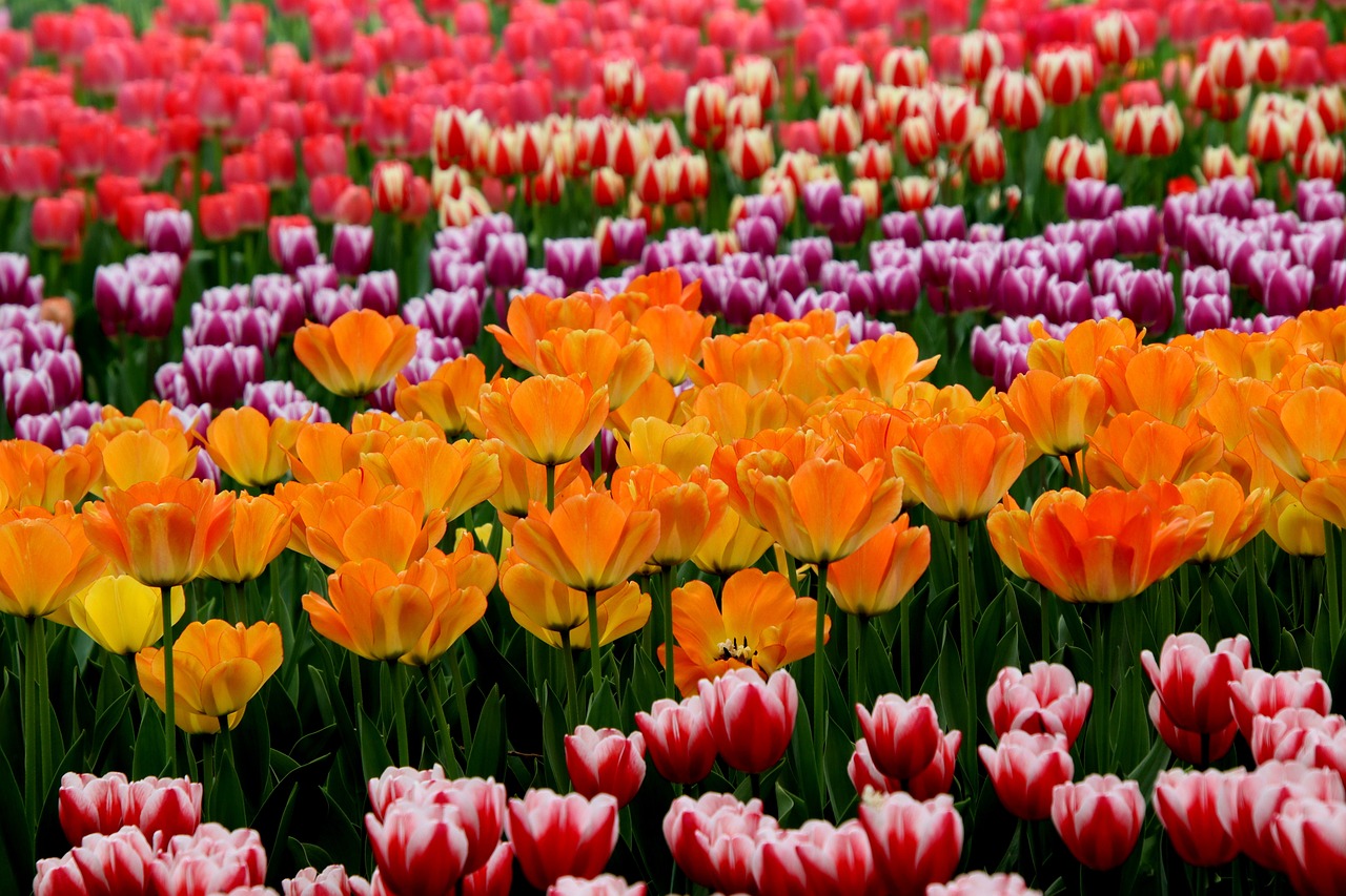 Tulips Flowers Tulip Garden - Free photo on Pixabay