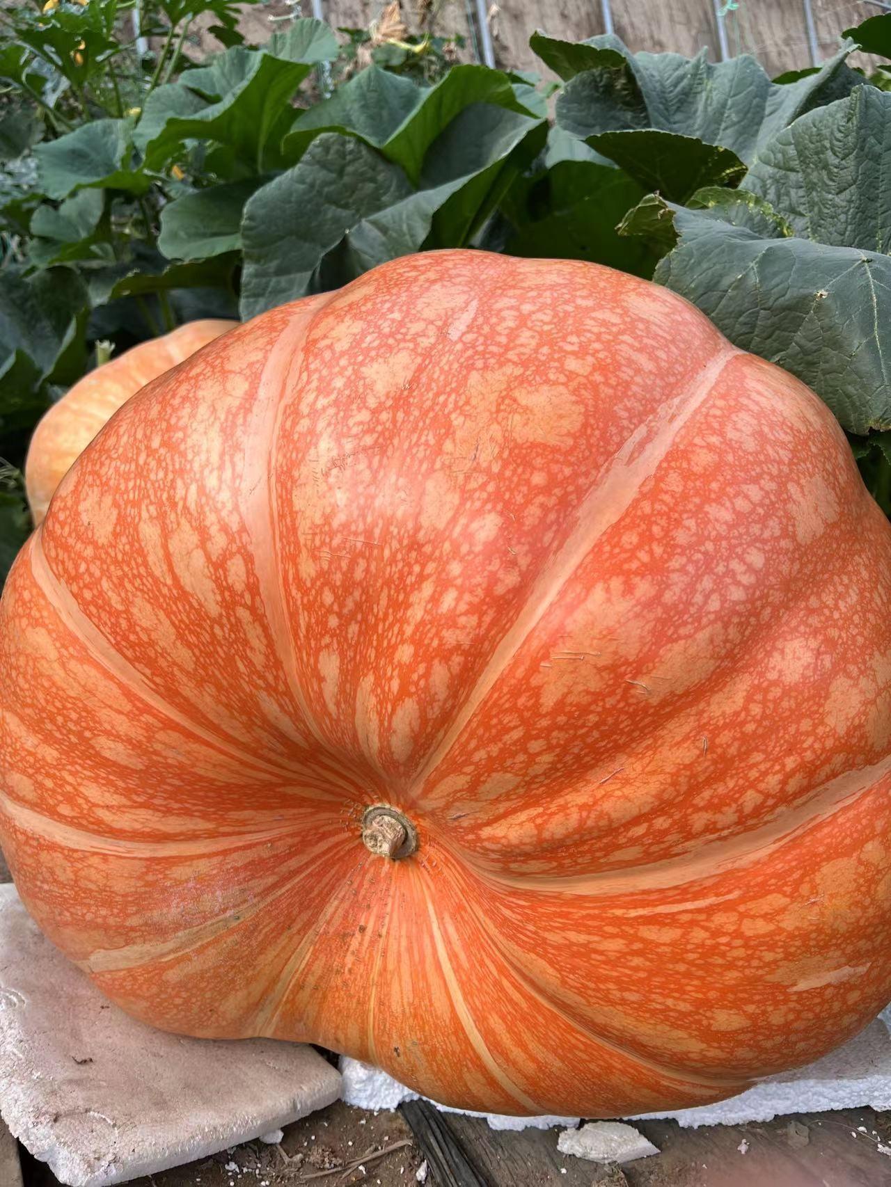 giant-pumpkin-up-to-500-pounds