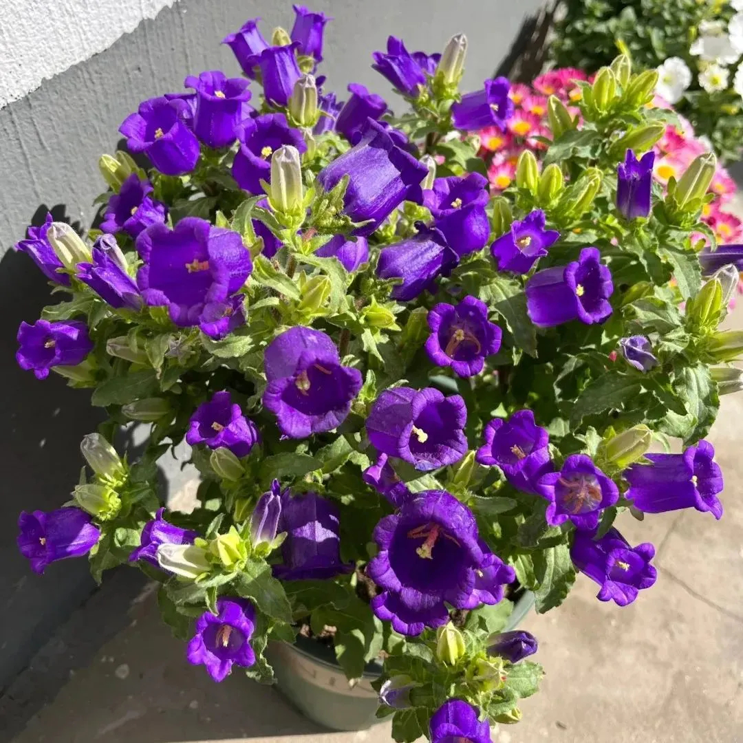 Campanula Seeds, Potted Campanula Seeds, Flower Seeds