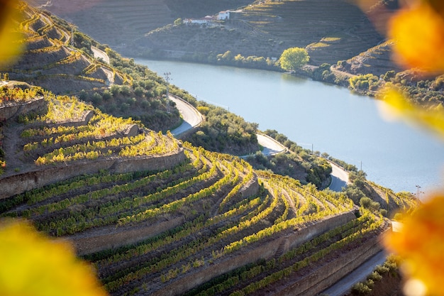Photo view of the vineyards of the douro valley with autumn cores - portugal.