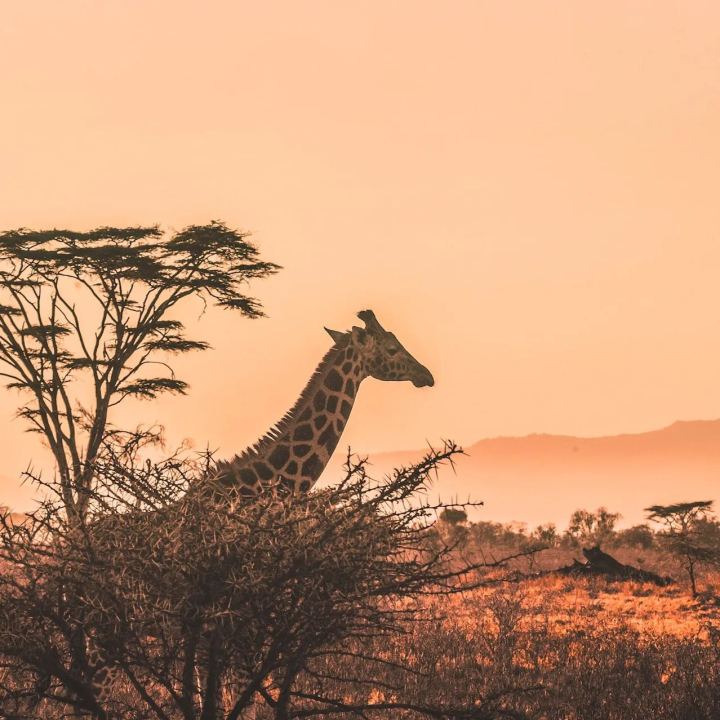 ByteSIM Africa eSIM