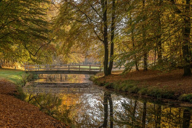 Free photo stunning shot of a lake in the park and a bridge to cross the lake surrounded with trees