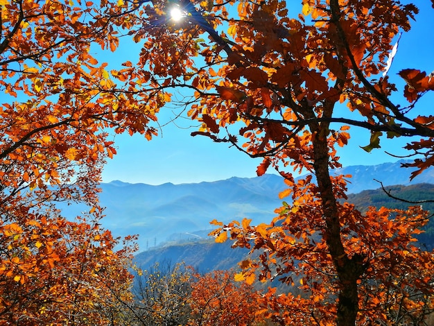 Free photo beautiful trees
