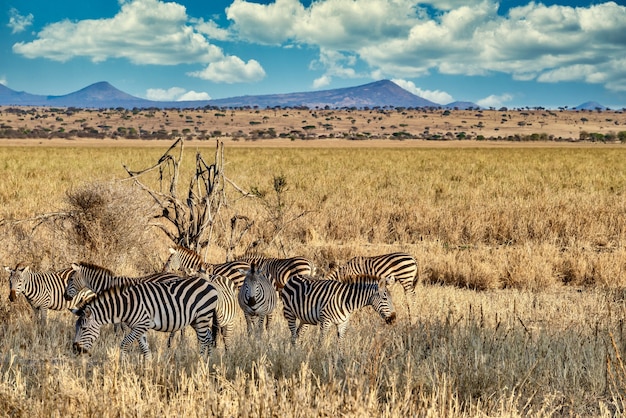 Free photo field covered in greenery surrounded by zebras under the sunlight and a blue sky