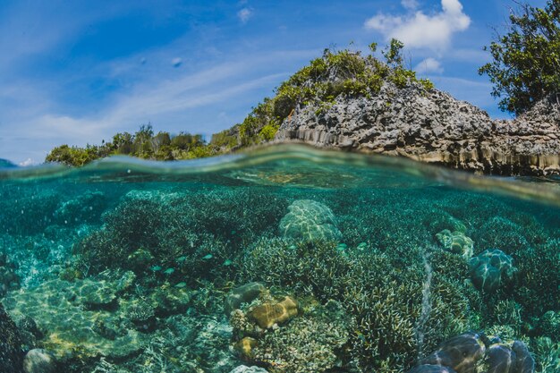 Free photo below the surface of a island