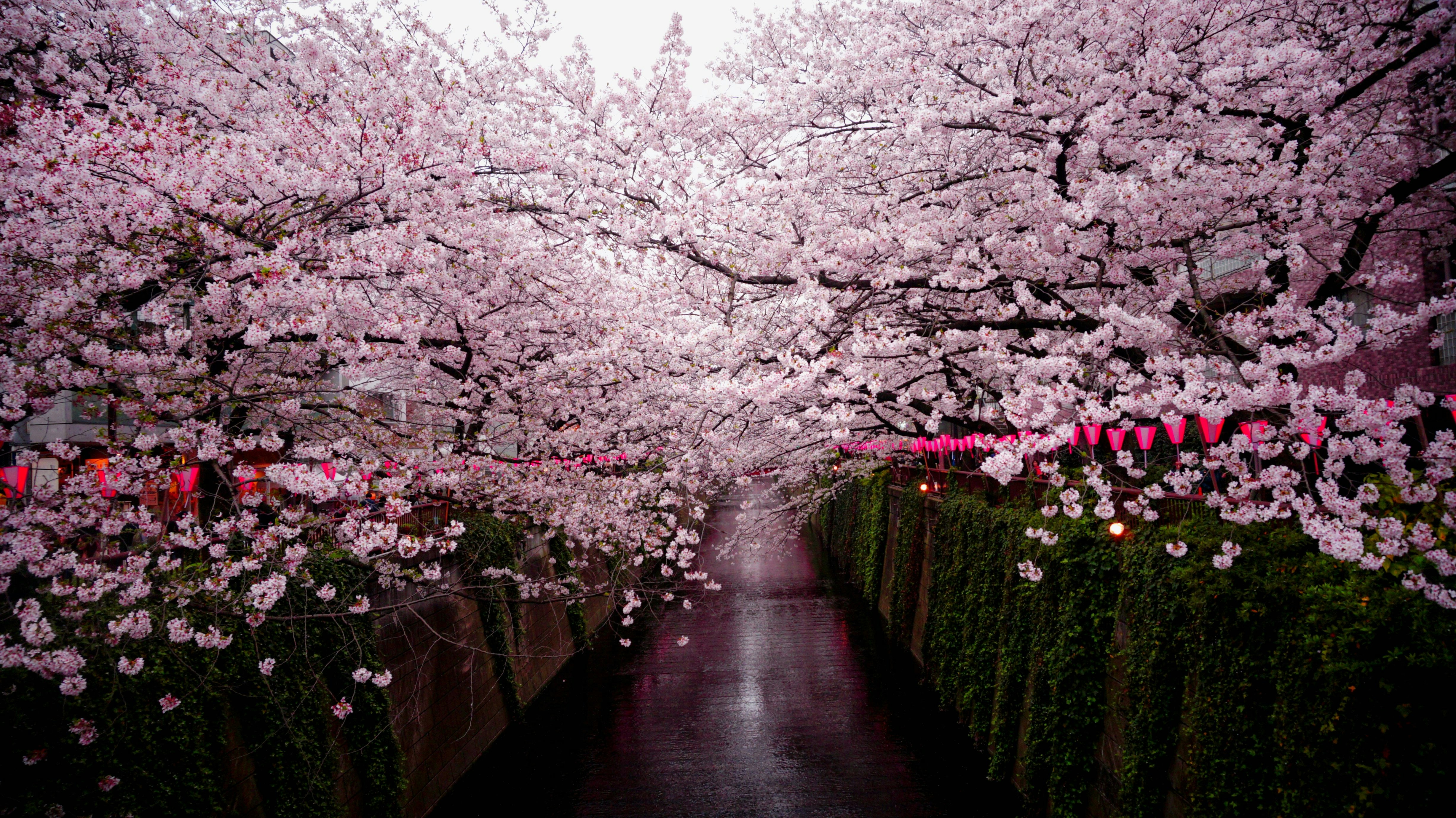 pathway between cherry blossom trees
