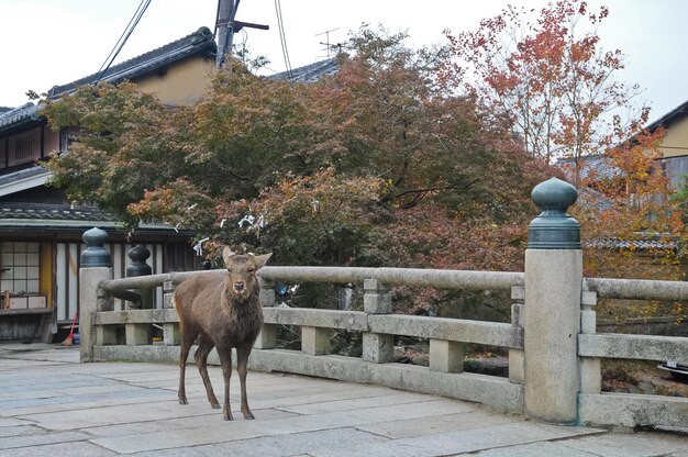 Photo japanese brown deer on an ancient stone bridge in nara japan