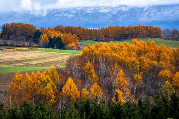 Biei