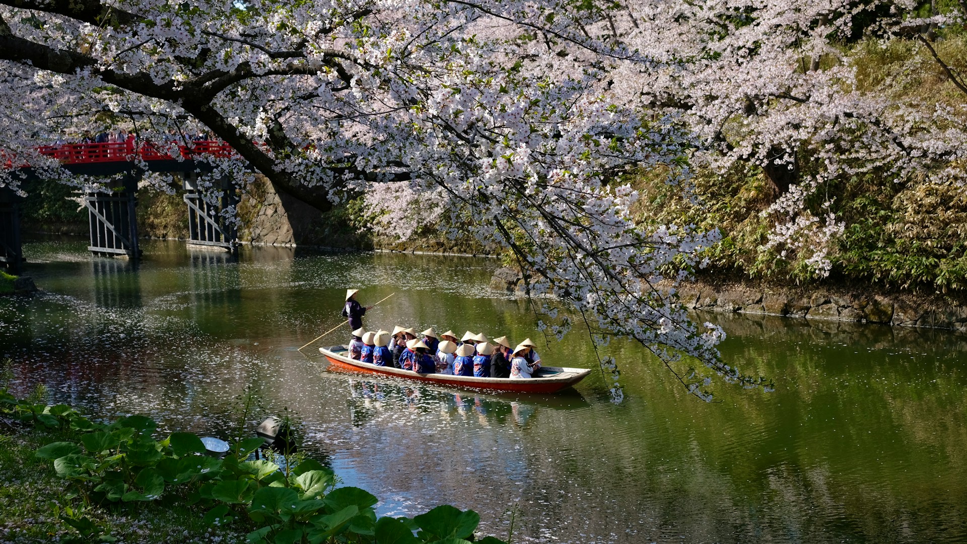 Hirosaki Park Castle Cherry Blossoms
