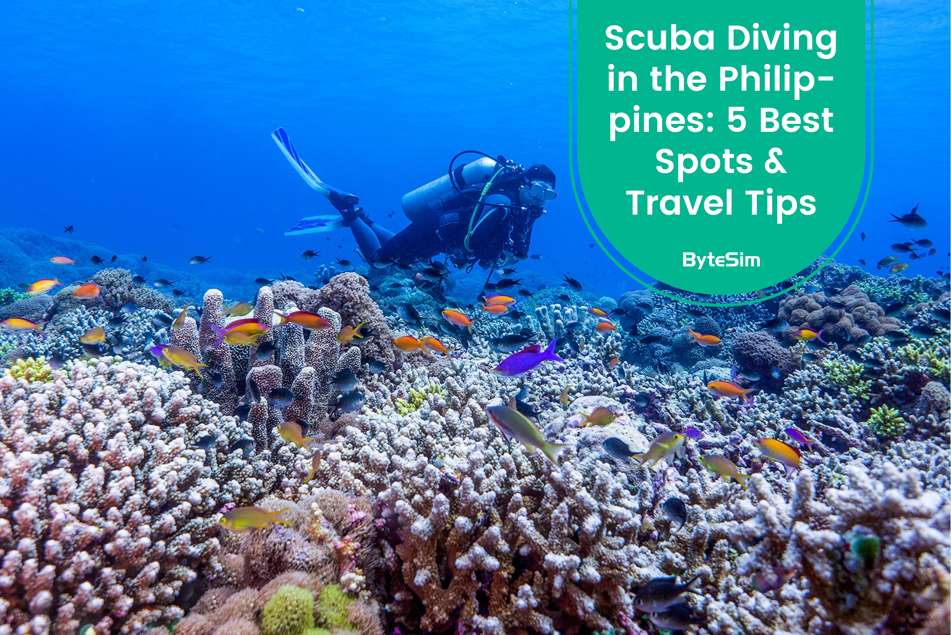 Scuba Diving in the Philippines: 5 Best Spots & Travel Tips