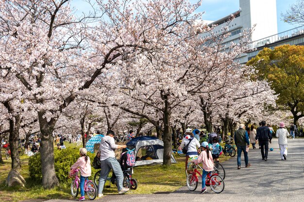 免費照片 日本桃花樹 在白天