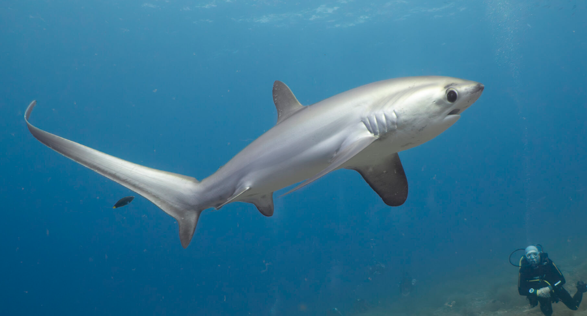 The only place in the world to see Thresher Sharks reliably.