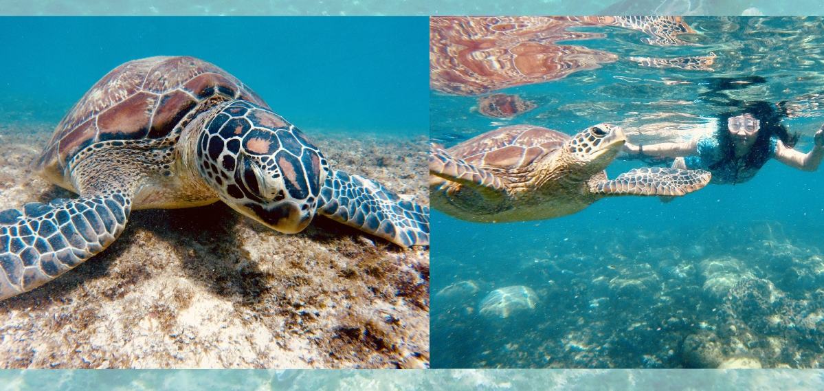 A turtle sanctuary with vibrant hard coral gardens.