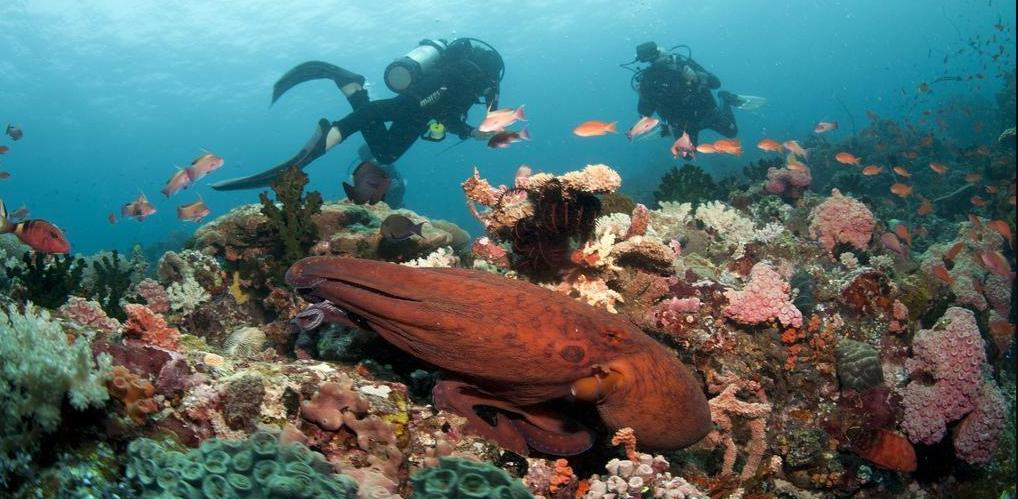 The Macro Diving Capital of the World &mdash; a photographer's dream.