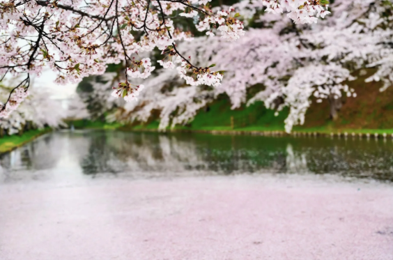 Hana-ikada Pink Petal River Hirosaki Park