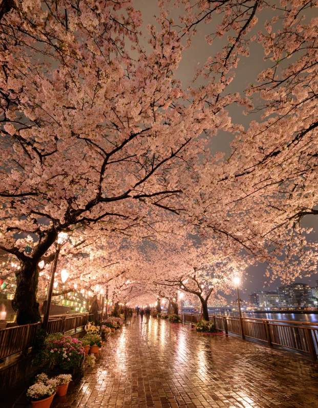Chidorigafuchi Tokyo Cherry Blossom Night View