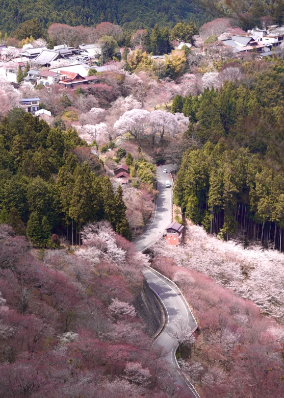 Mount Yoshino Cherry Blossoms Pink Carpet
