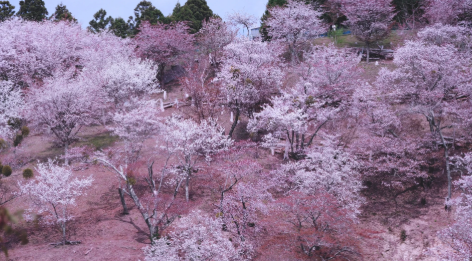 Yoshino Mountain Sakura Japan 2026