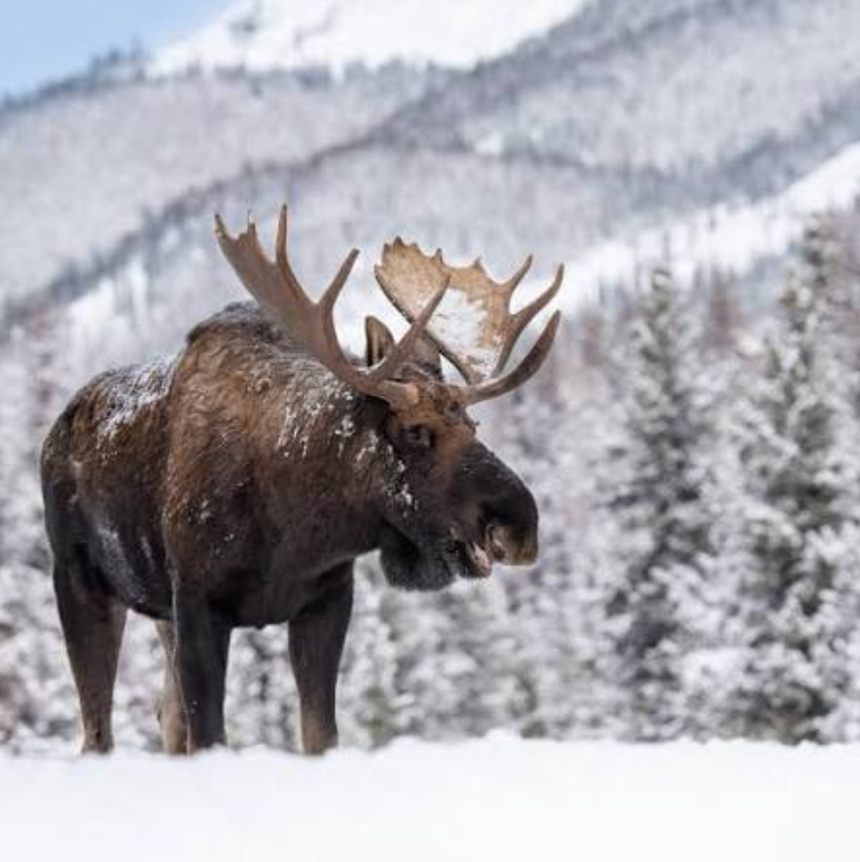 Canada Wildlife