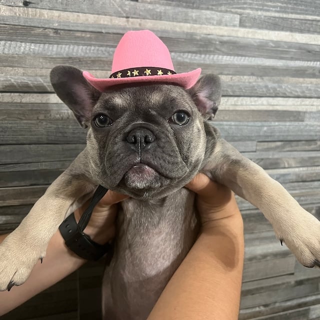Cowboy Western Texas Pet Hat